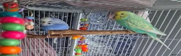 Budgerigars birds for sale: Male and Female budgies in Shrewsbury - Advert 1