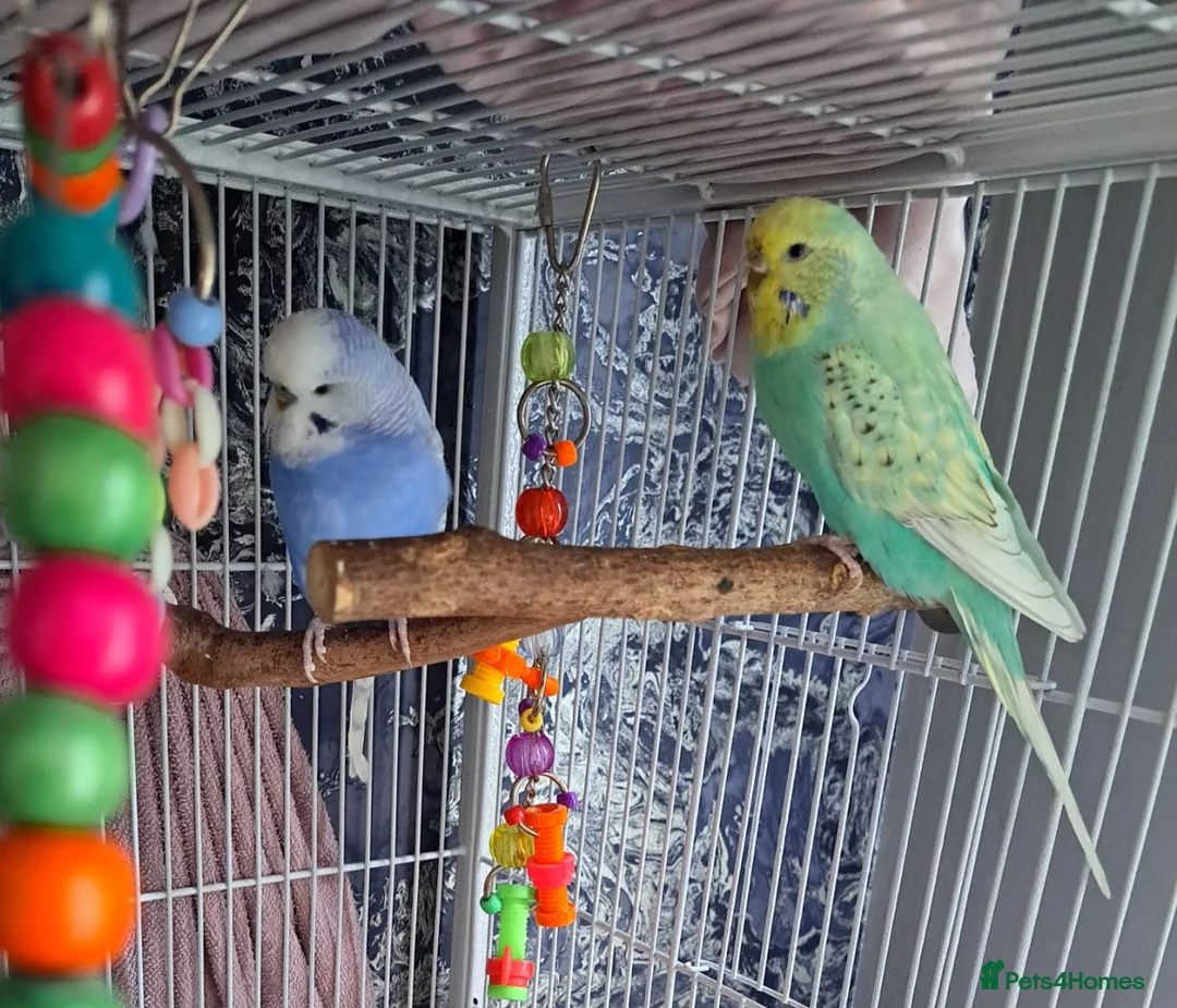 Budgerigars birds for sale: Male and Female budgies in Shrewsbury - Advert 1