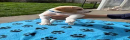Beagle dogs for sale: Beagle Puppies - Advert 7