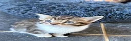 Mixed Breed cats for sale: Cute mixed breed kittens  - Advert 2