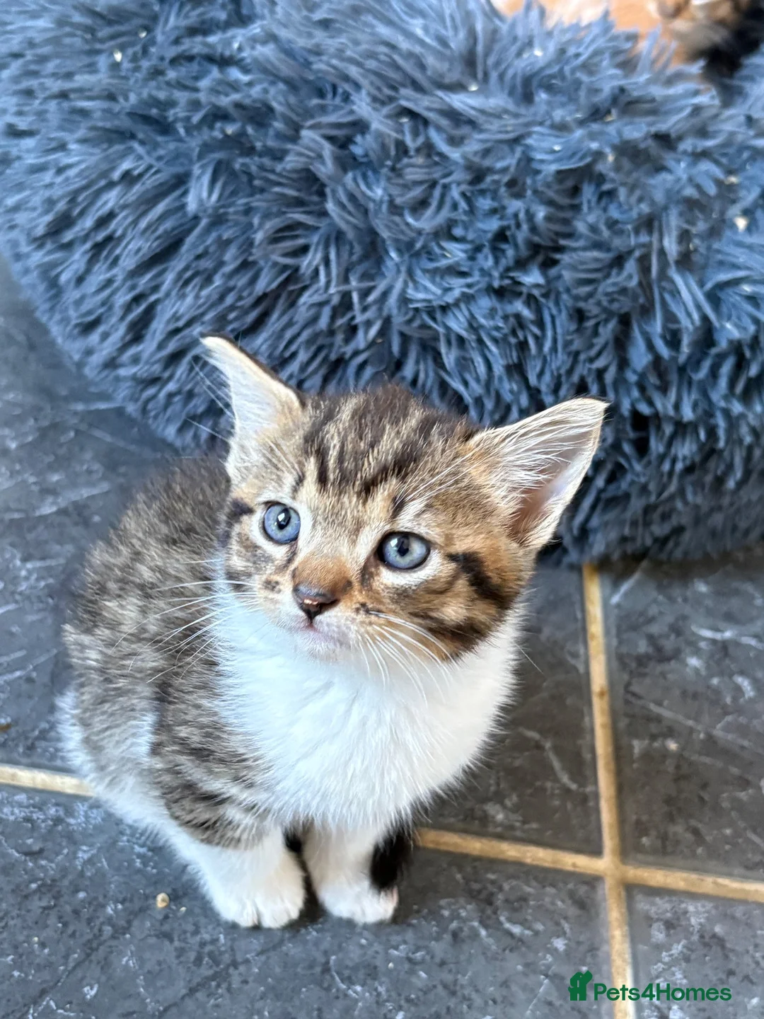 Mixed Breed cats for sale: Cute mixed breed kittens  - Advert 2