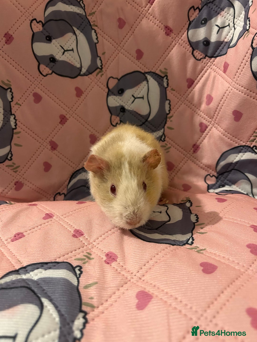 Guinea Pig rodents for sale: Lovely Teddy and Coronet baby guinea pigs  - Advert 8