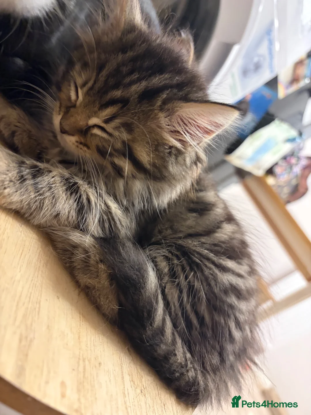 Mixed Breed cats for sale: Long Haired Kittens - Advert 8
