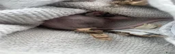 Mouse rodents for sale: 8 week old fuzzy male mouse - Advert 5