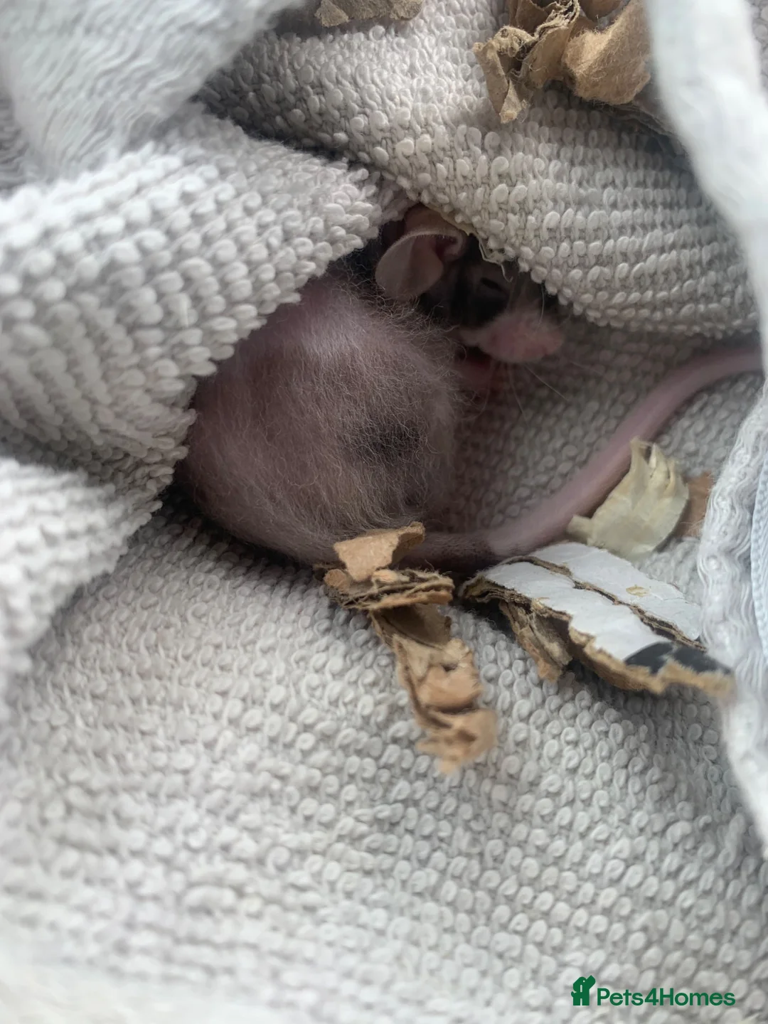 Mouse rodents for sale: 8 week old fuzzy male mouse - Advert 5