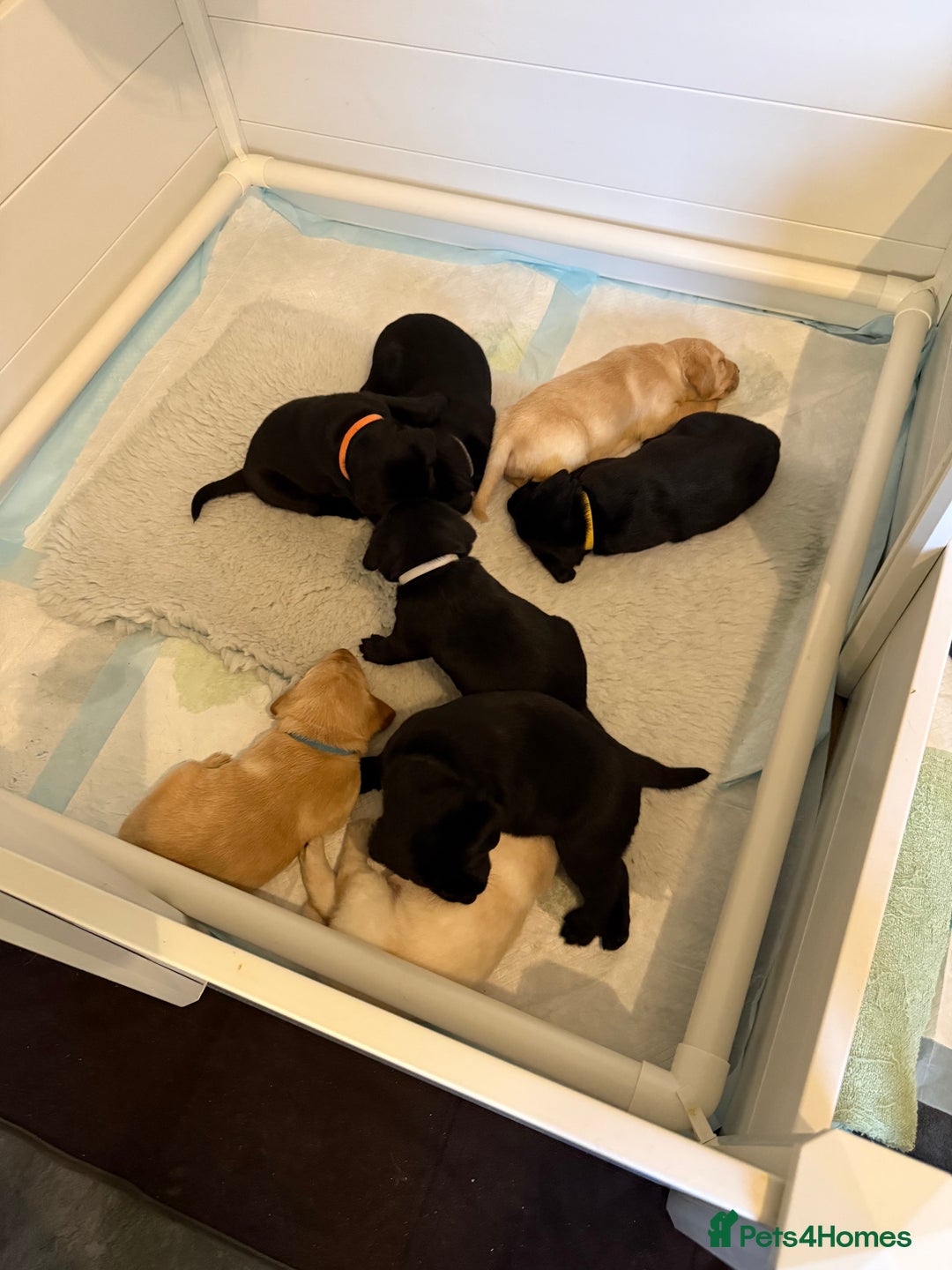 Labrador Retriever dogs for sale: Labrador puppies - Advert 5