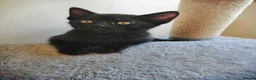 Mixed Breed cats for sale: Kittens - Advert 8