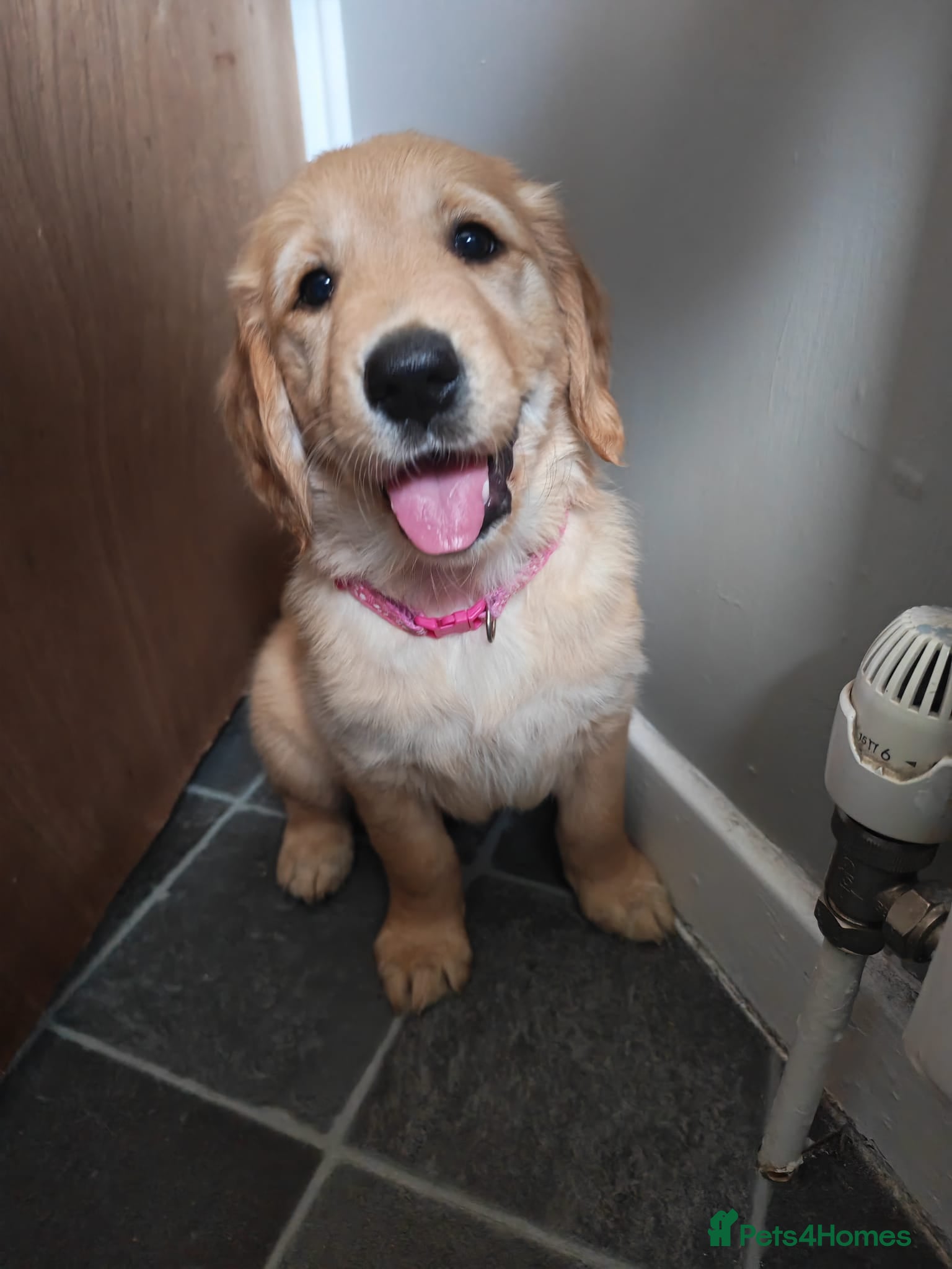 Golden Retriever dogs READY TO RESERVE  - Advert 2