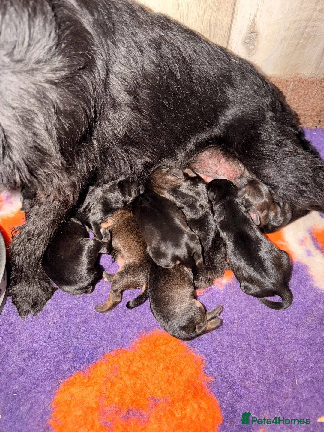 Mixed Breed dogs for sale: Border terrier x patterdale - Advert 20