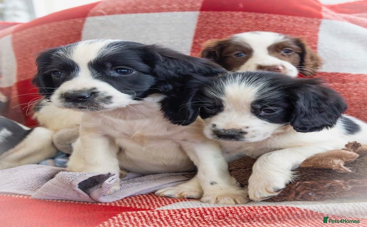 English Springer Spaniel dogs - Advert 6