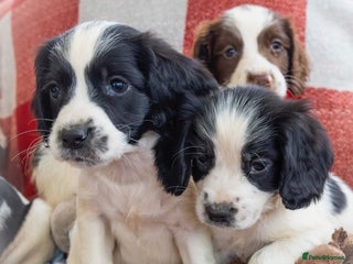 English Springer Spaniel dogs - Advert 7
