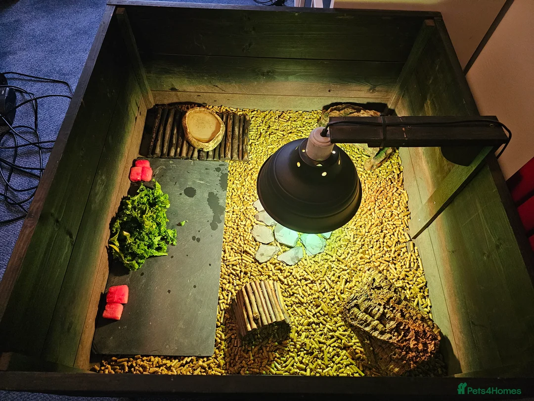 Tortoise reptiles for sale: 2 Horsfield Tortoises  - Advert 3