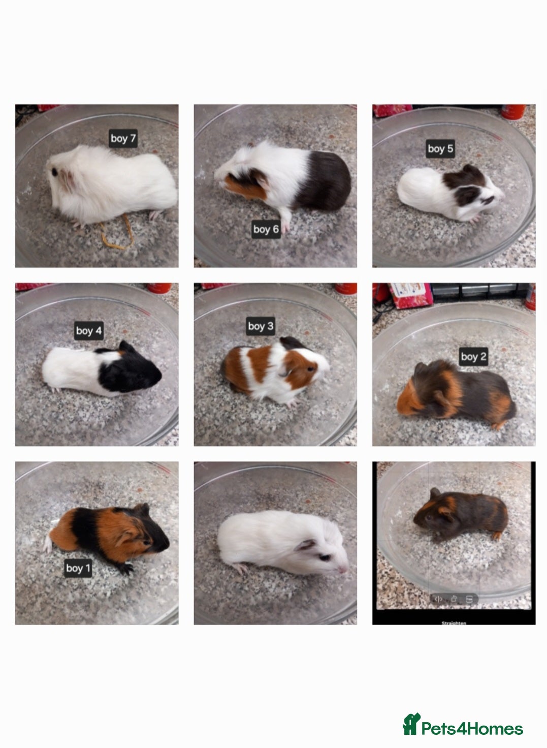 Guinea Pig rodents Baby guinea pigs ready now  - Advert 1
