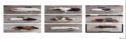 Guinea Pig rodents for sale: Baby guinea pigs ready now  - Advert 1