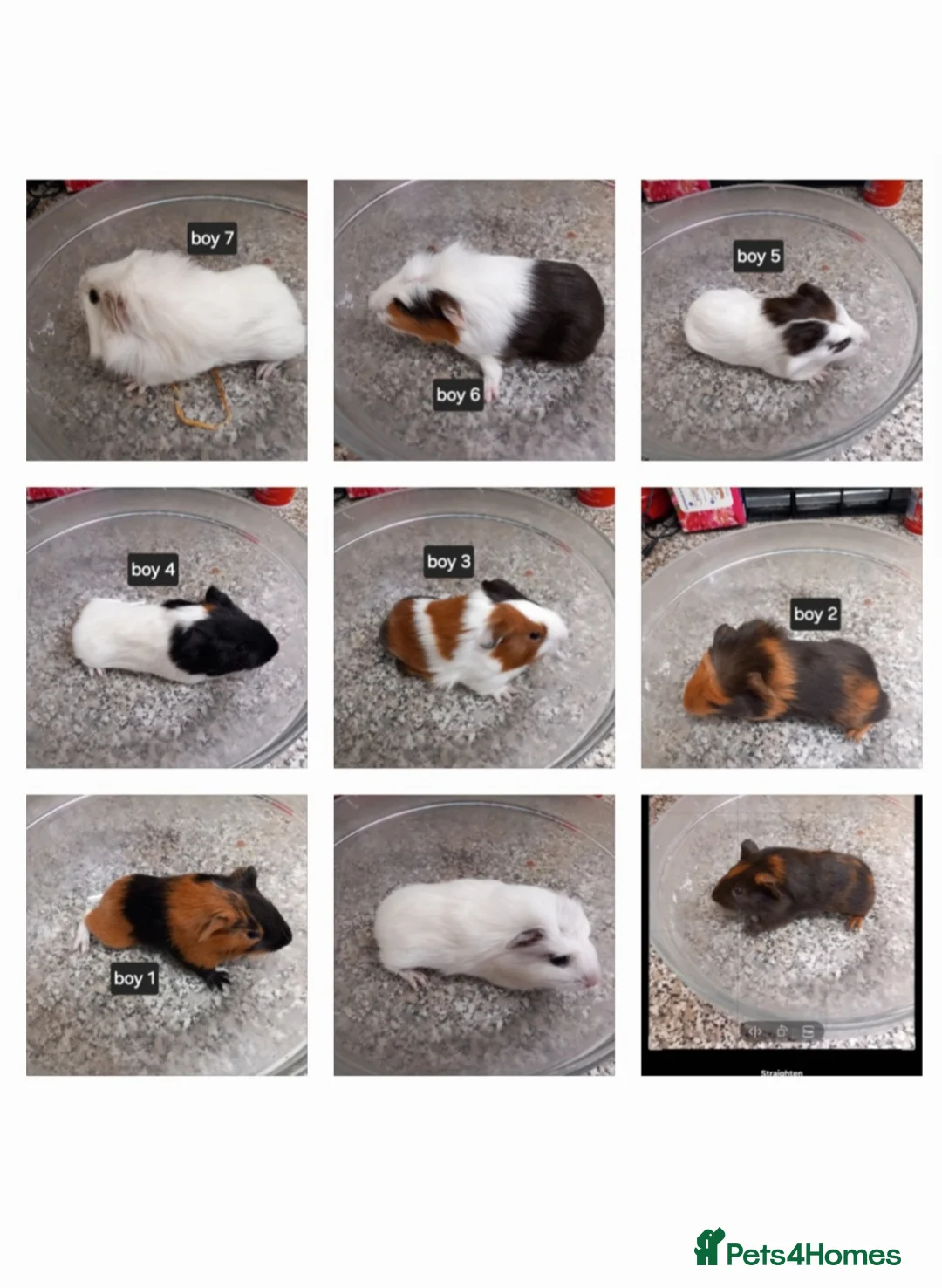 Guinea Pig rodents for sale: Baby guinea pigs ready now  - Advert 1