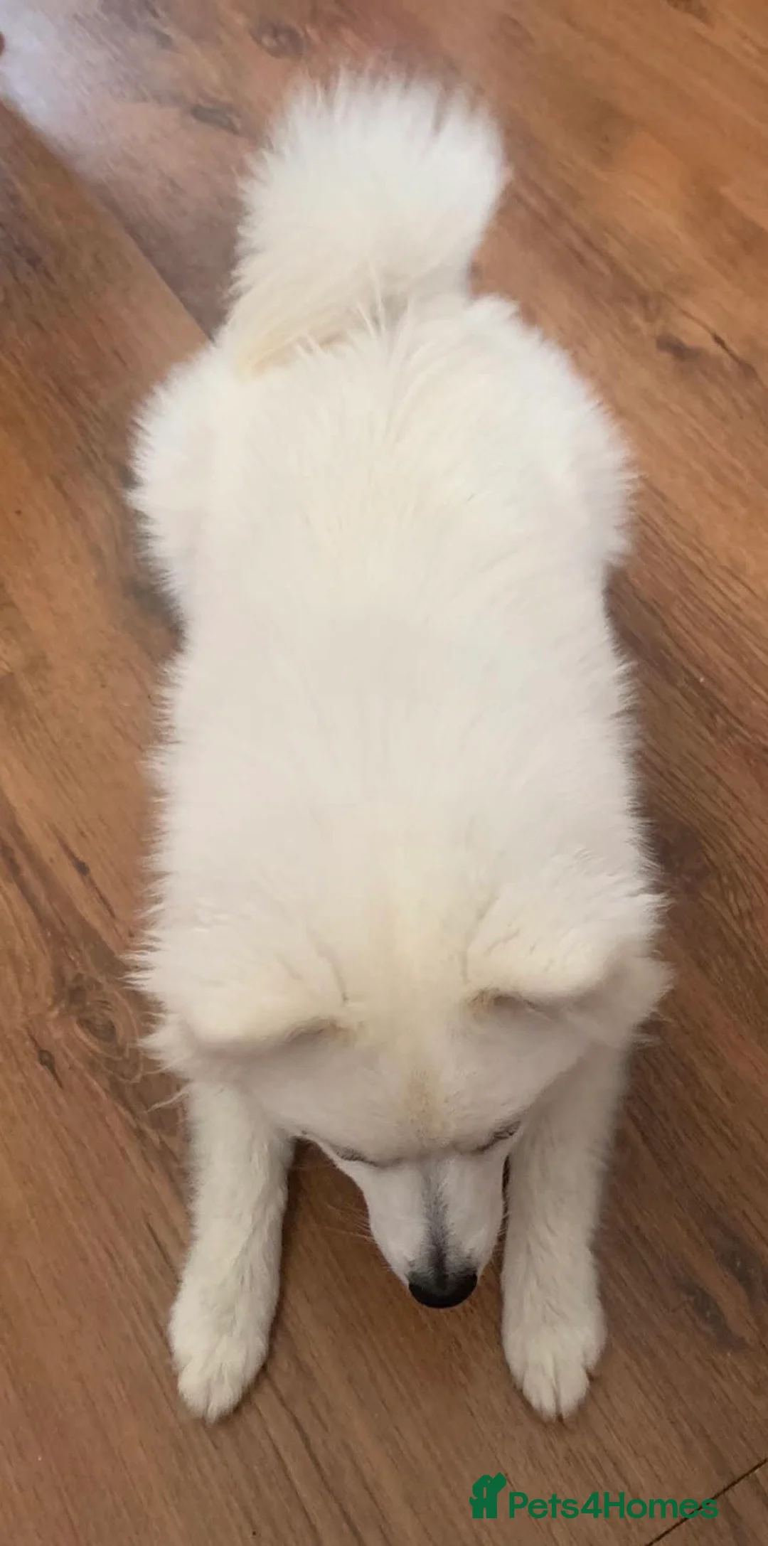 Pomeranian dogs for sale: Adorable white female pomeranian - Advert 4