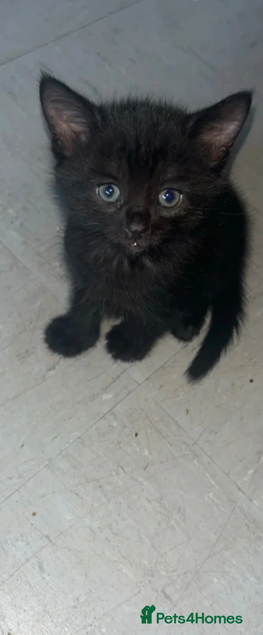 Domestic Shorthair cats for sale: Kittens - Advert 2