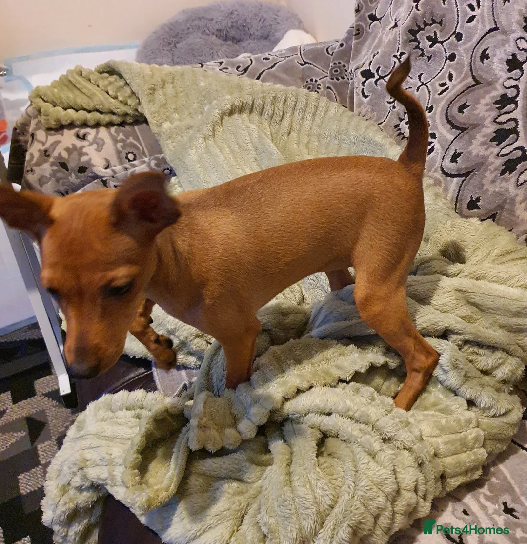 Miniature Pinscher dogs for sale: Miniature Pinscher puppies, KC registered - Advert 10