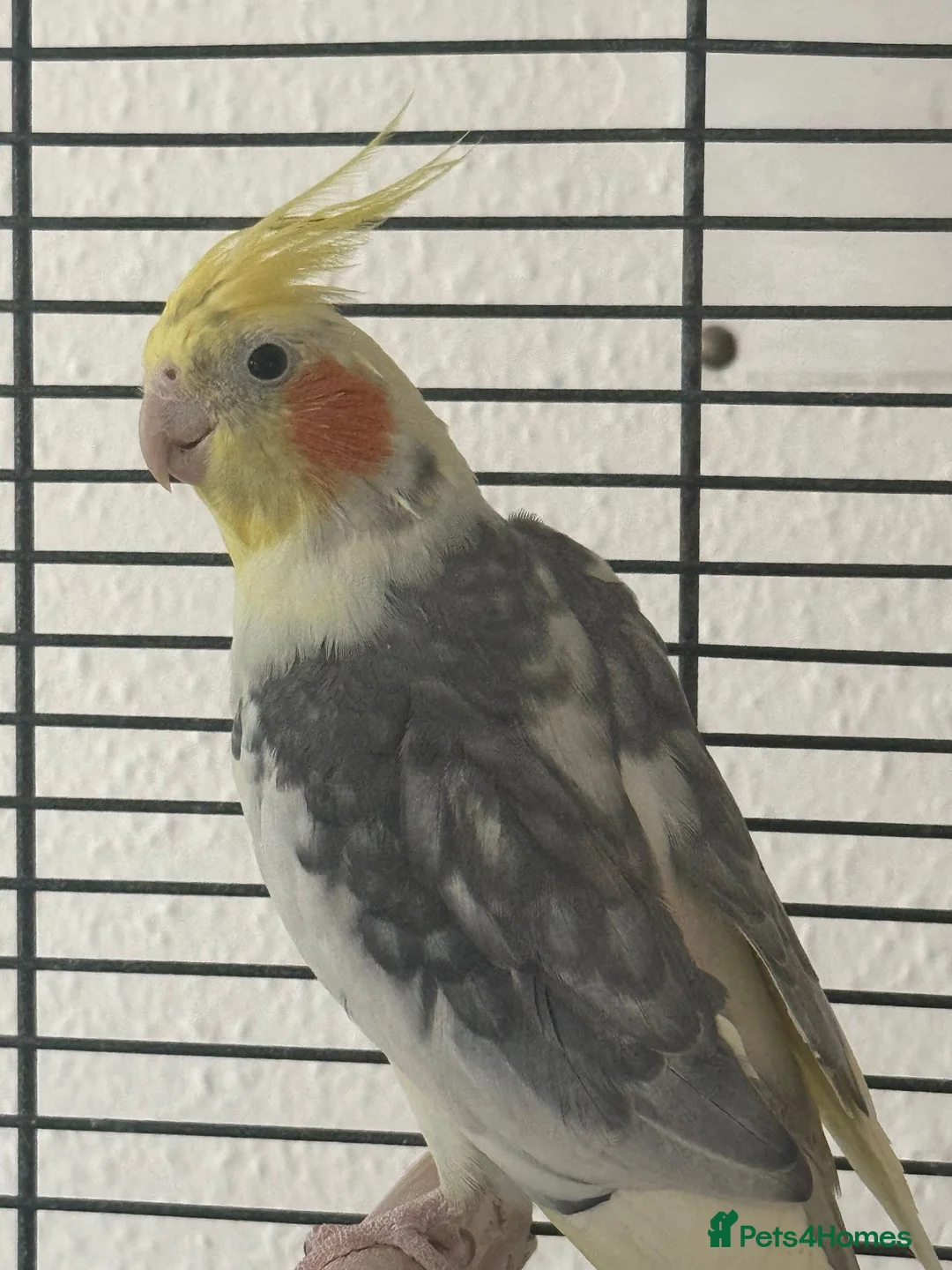 Cockatiels birds for sale: 2 beautiful family cockatiels for sale - Advert 2