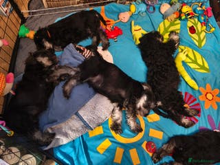 Miniature Schnauzer dogs Charming Mini Schnauzers with KC registration - Advert 1