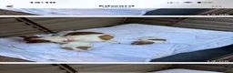 Jack Russell dogs for sale: Jack Russell puppies  - Advert 1