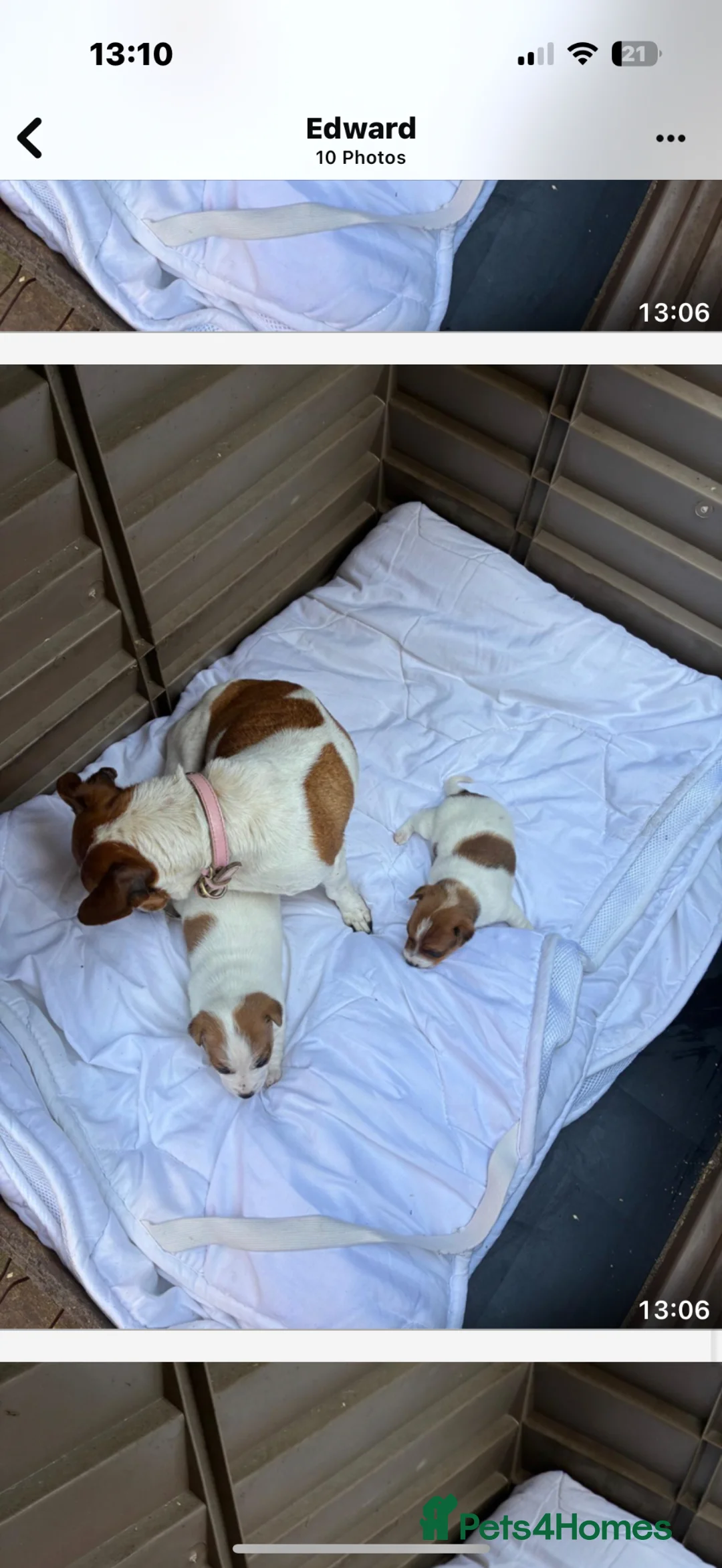 Jack Russell dogs for sale: Jack Russell puppies  - Advert 1