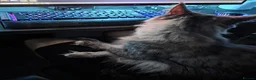 Maine Coon cats for sale: Cleo - Maine Coon - Looking for a loving home. - Advert 15