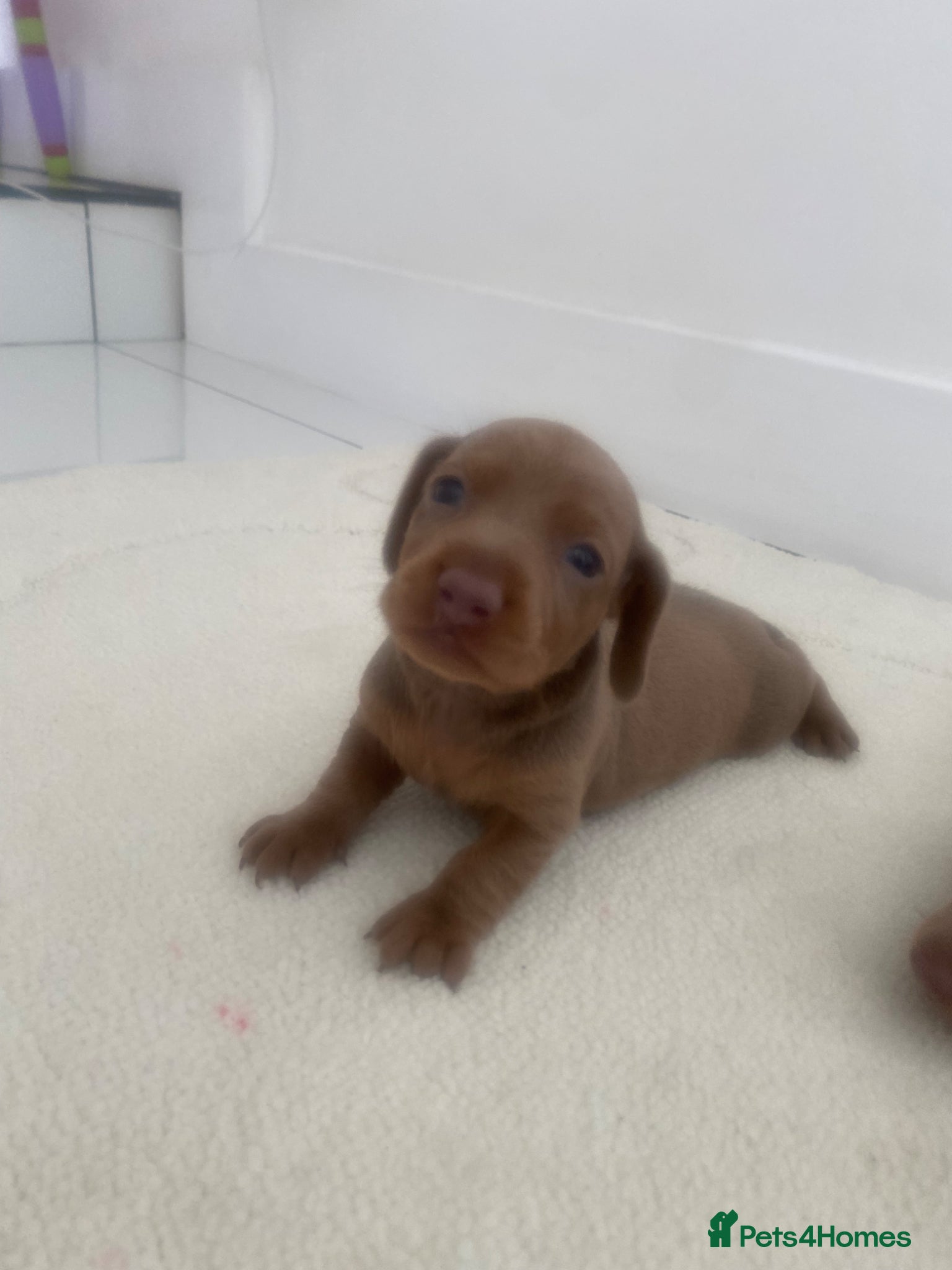 Miniature Dachshund dogs for sale: Beautiful miniature dachshunds puppies  in Ongar - Advert 7