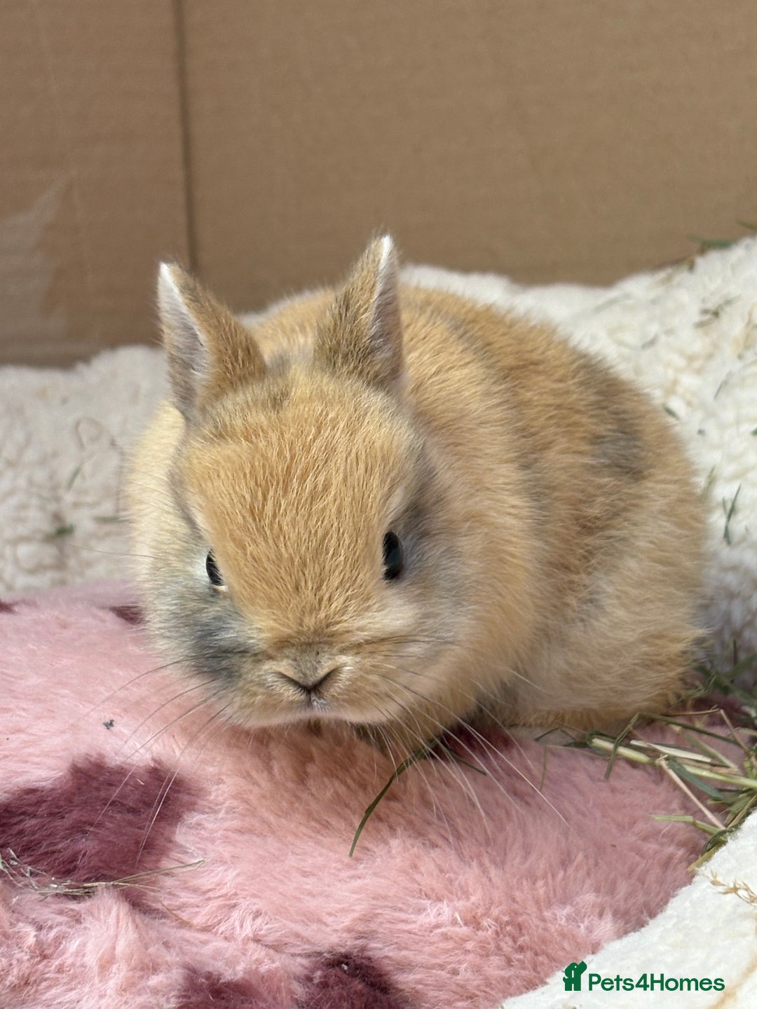 Netherland Dwarf rabbits for sale: Pure bred Netherland dwarf (vaccinated) - Advert 3