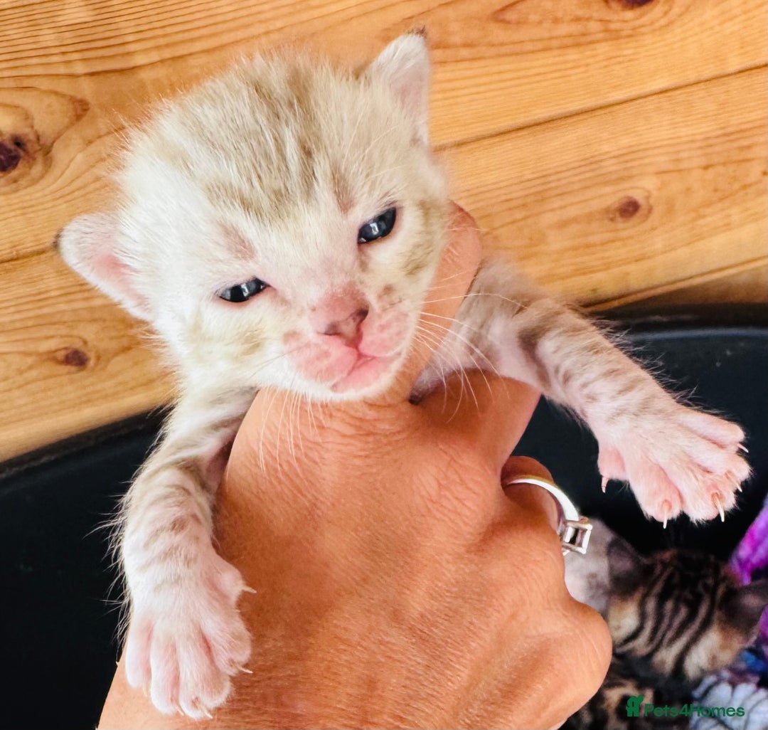 Bengal cats for sale: TICA Reg Bengal Kittens - Browns, Lynx & Mink - Image 9