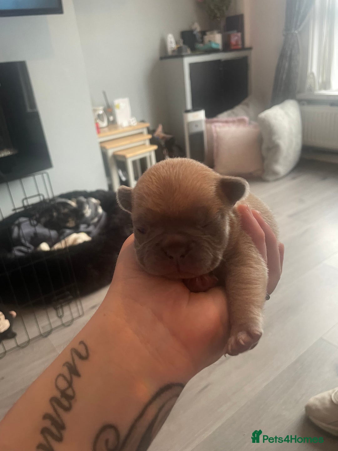 French Bulldog dogs for sale: 9 Day old French Bulldog Puppies - Image 18