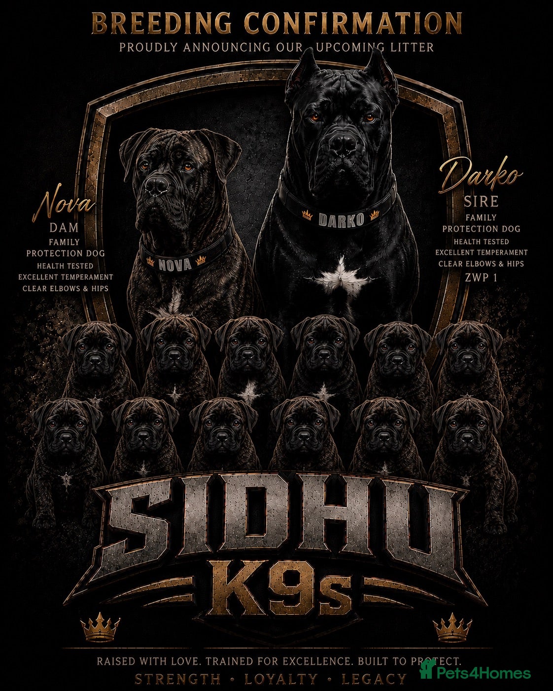 Cane Corso dogs Romanian Bloodline Cane Corso Puppies - Advert 1