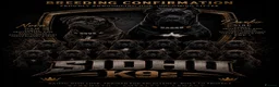 Cane Corso dogs for sale: Romanian Bloodline Cane Corso Puppies - Advert 1