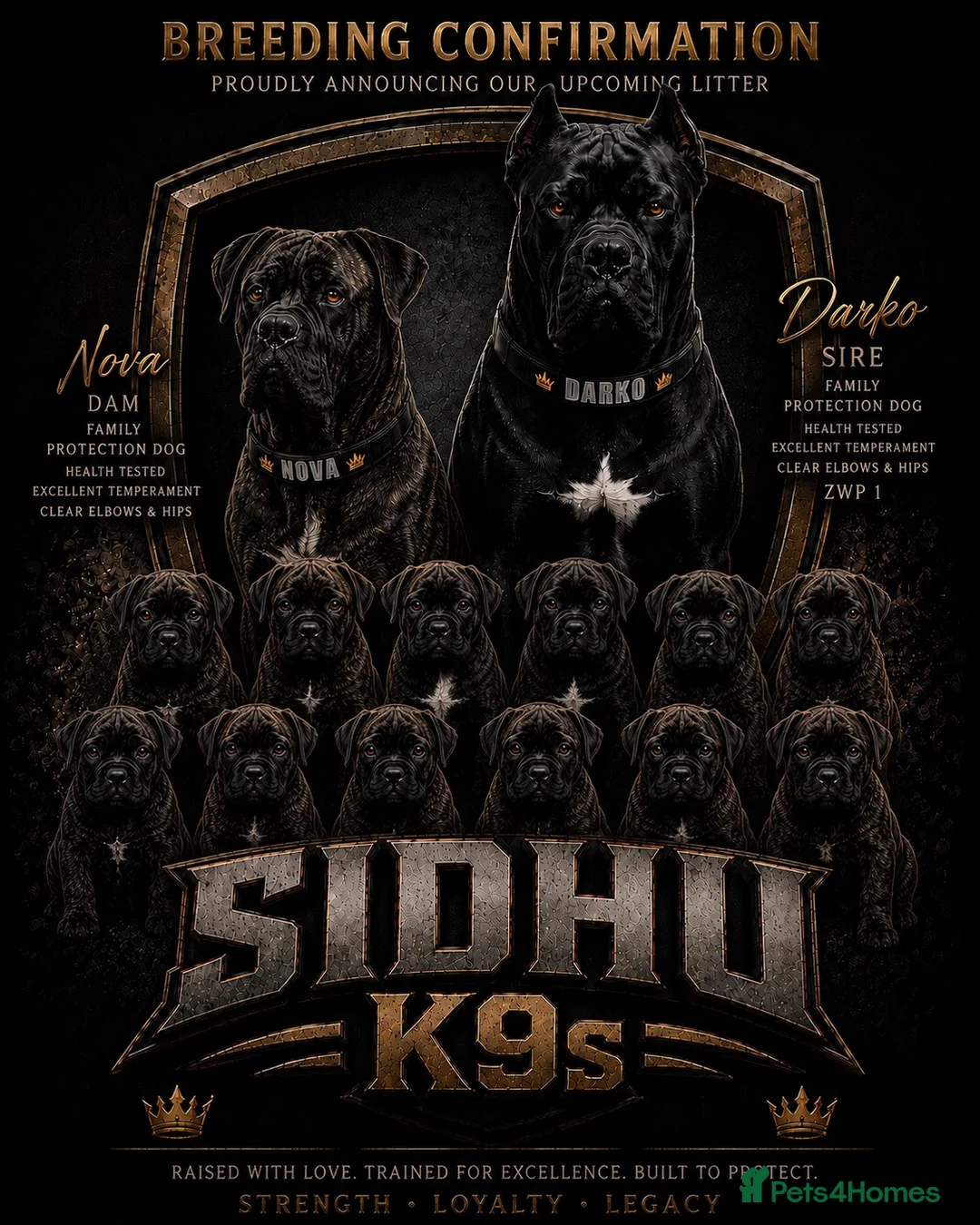 Cane Corso dogs for sale: Romanian Bloodline Cane Corso Puppies - Advert 1