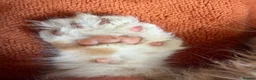 Maine Coon cats for sale: Bear Paw (🐾🐻 polydactyl) Maine Coon kittens TICA - Advert 17