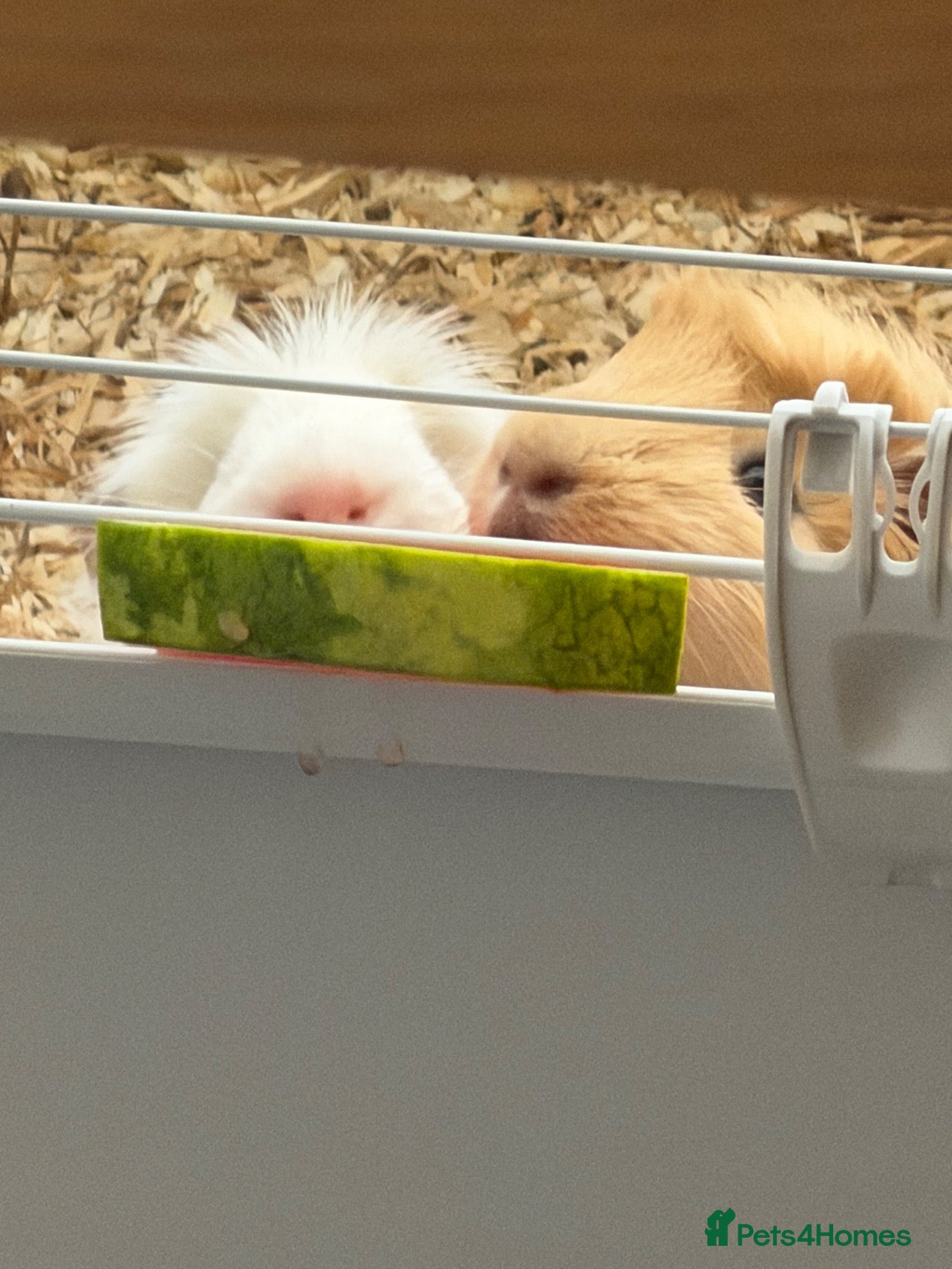 Guinea Pig rodents 2 Male guinea pigs and indoor cage - Advert 1