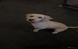 Cockapoo dogs for stud: Buddy the cockapoo ❤️ - Advert 7