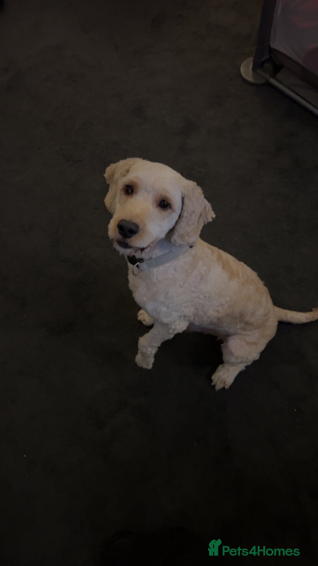 Cockapoo dogs for stud: Buddy the cockapoo ❤️ - Advert 7