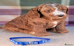 Cockapoo dogs for sale: F1B Cockapoo Puppies Ready for Their Forever Home. - Image 4