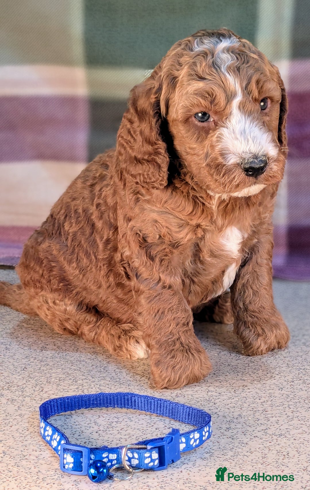 Cockapoo dogs for sale: F1B Cockapoo Puppies Ready for Their Forever Home. - Image 4