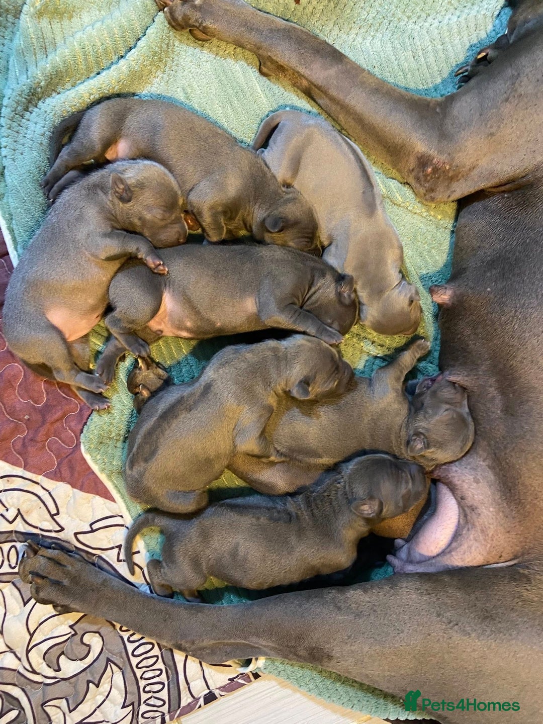 Thai Ridgeback dogs for sale: Stunning Blue Thai Ridgeback Puppies for Sale - Advert 14