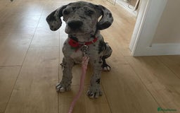 Great Dane dogs for sale: Great Dane Puppy For Rehoming - Image 4