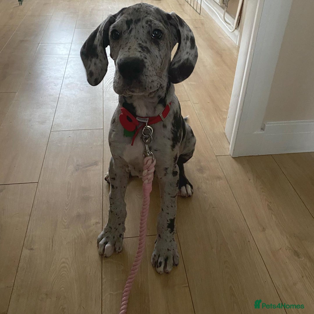 Great Dane dogs for sale: Great Dane Puppy For Rehoming - Image 4