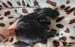 Yorkshire Terrier dogs for sale: DNA TESTED Father - Yorkshire Terrier puppies  - Image 34