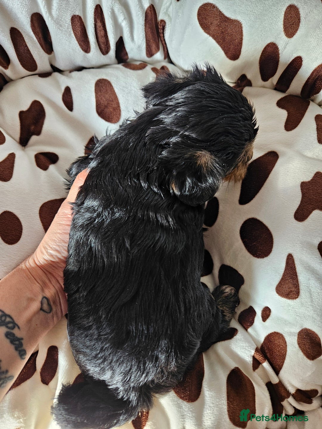 Yorkshire Terrier dogs for sale: DNA TESTED Father - Yorkshire Terrier puppies  - Image 34