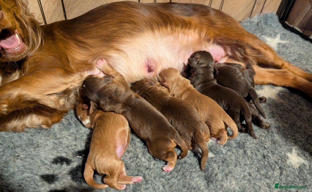 Cocker Spaniel dogs for sale: Kc Reg - Working Cocker Spaniel Puppies DNA Tested - Advert 17