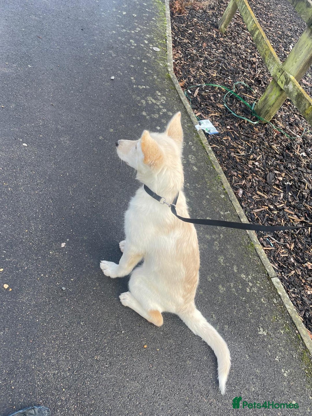 Mixed Breed dogs for sale: Northern Inuit x apricot German Shepherd - Advert 1