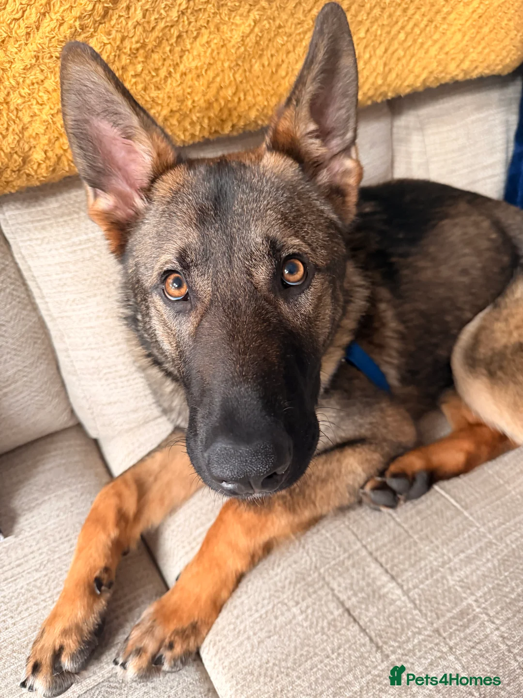 German Shepherd dogs for sale: Enzo the GSD in Manchester - Advert 2