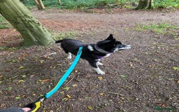 Mixed Breed dogs for sale: 1 year old Husky/Border Collie named Chase - Image 2
