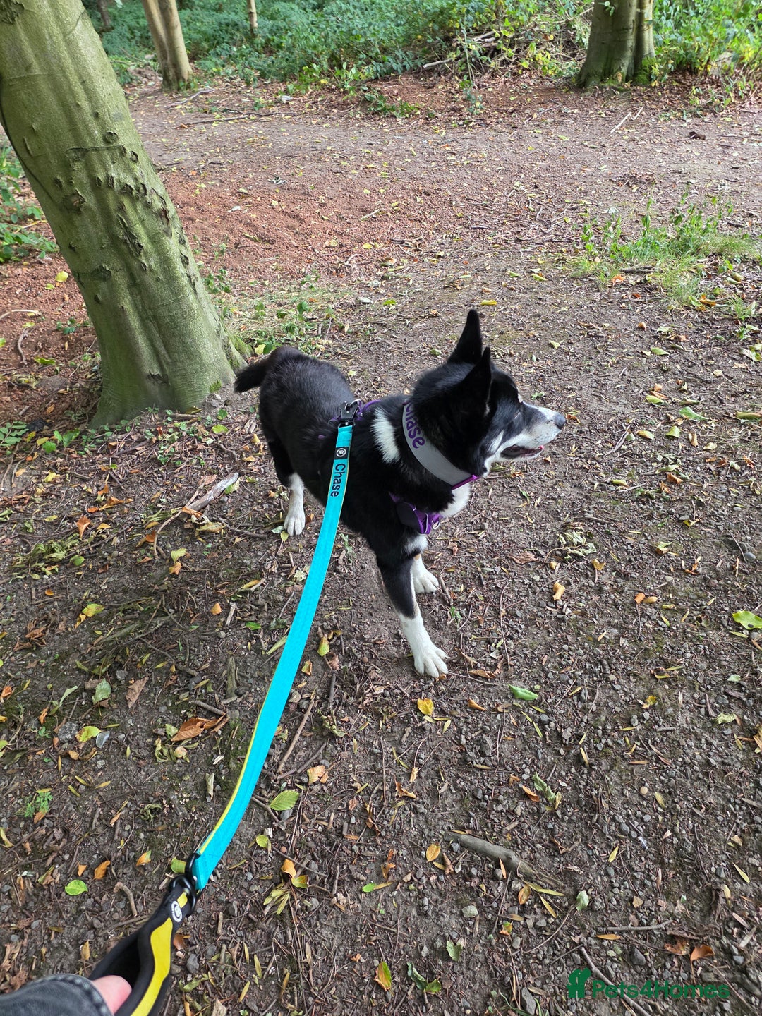 Mixed Breed dogs for sale: 1 year old Husky/Border Collie named Chase - Image 2